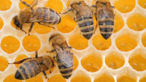Aufnahme von oben: Bienen sitzen auf gelben Honigwaben.  (Foto: WDR - Screenshot aus der Sendung)