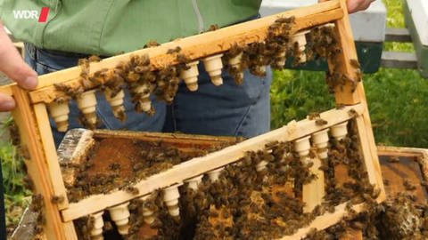 Zwei Hände halten einen Holzrahmen, auf ihm sitzen viele Bienen. (Foto: WDR - Screenshot aus der Sendung)
