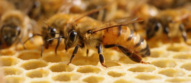 Bienen sitzen auf gelben Honigwaben.  (Foto: WDR - Screenshot aus der Sendung)