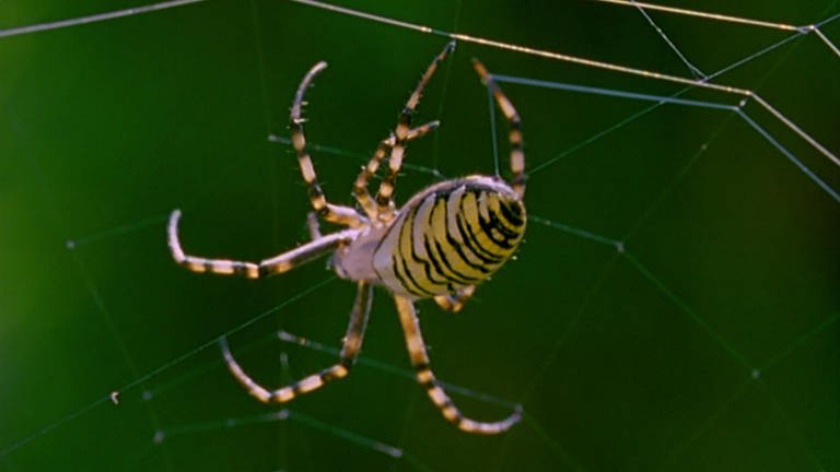 Geliebt und gefürchtet: Spinnen · Natur nah (Foto: SWR)