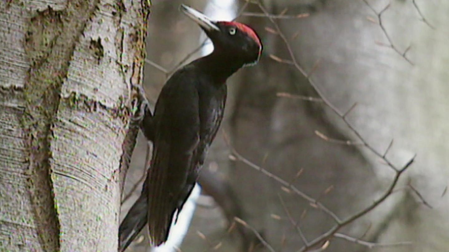 Spying on Woodpeckers (Foto: SWR)