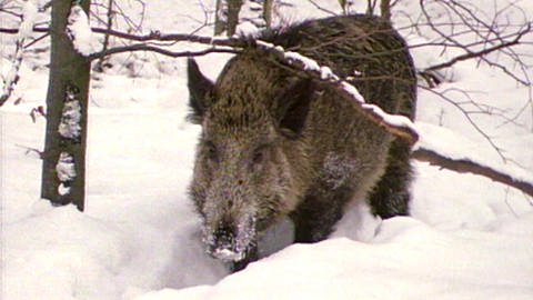 Wildschweine · Tiere und Pflanzen (Foto: SWR)