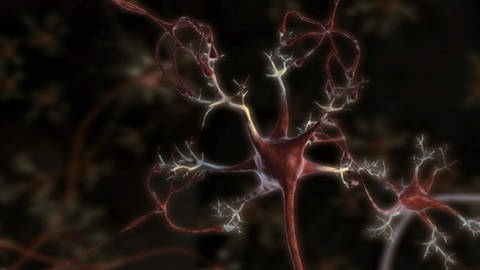 Nerve Network · Totally Phenomenal (Foto: SWR / WDR / DW)