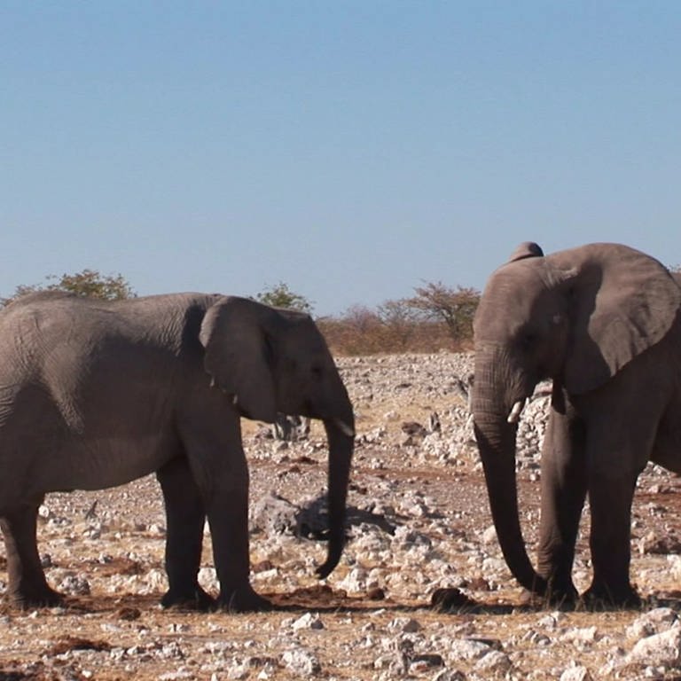 Zwei Elefanten stehen einander in einer Savanne gegenüber (Foto: SWR, SWR)