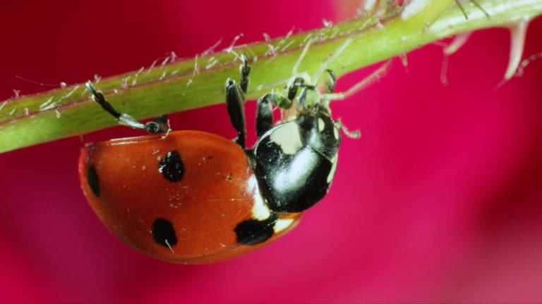 Ein Marienkäfer frisst kopfüber an einem Pflanzenstengel (Foto: SWR, SWR)