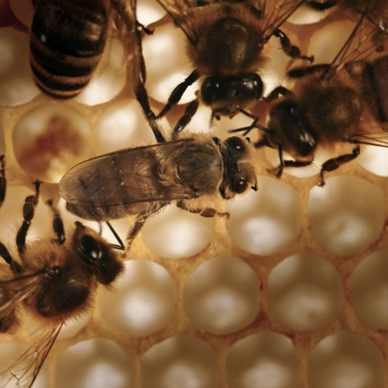 Mehrere Honigbienen bauen Waben aus Wachs (Foto: SWR, SWR)