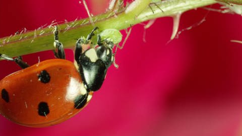 Pflanzen und Insekten (Foto: SWR / WDR)