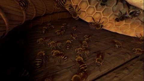 Die Bienen App (Foto: SWR)