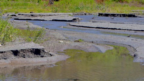 Ein Delta als Lebensraum für Sandregenpfeifer, Grünschenkel und Teichrohrsänger (Foto: SWR)