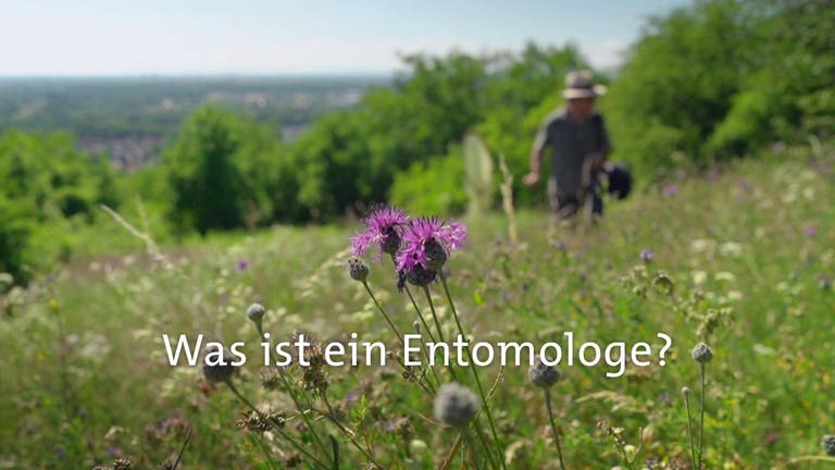 Was ist ein Entomologe? · Frage trifft Antwort (Foto: SWR)