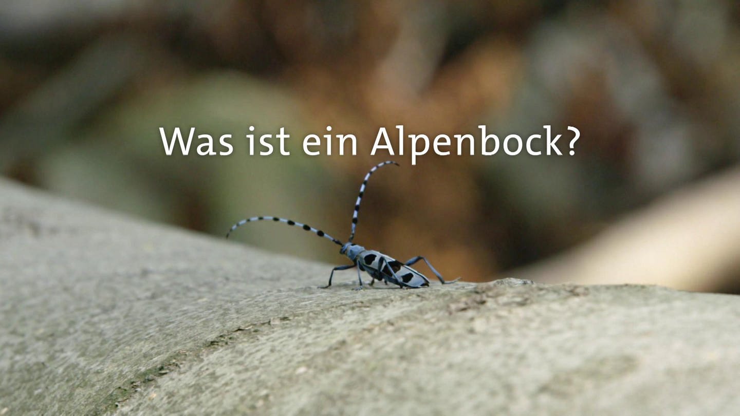 Was ist ein Alpenbock? · Frage trifft Antwort (Foto: SWR)