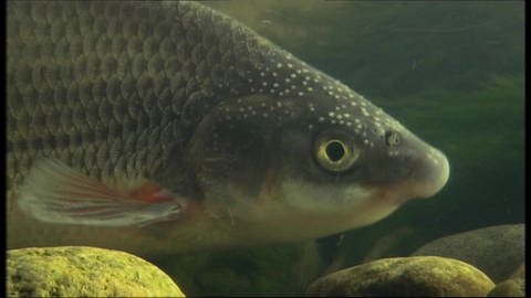 Ein Fisch mit Knollennase (Foto: SWR)