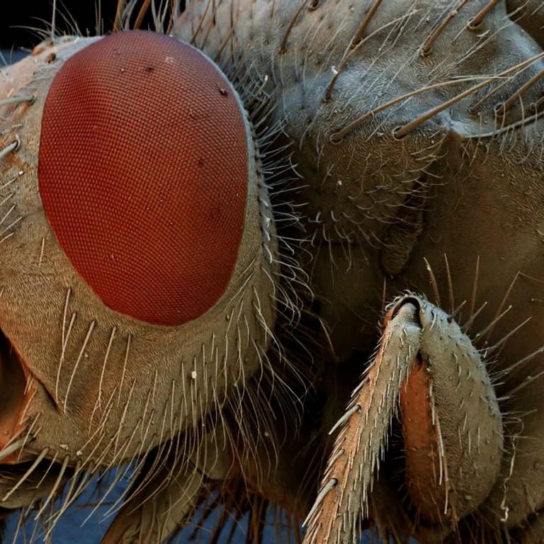 Wie sieht eine Stubenfliege? · Frage trifft Antwort (Foto: SWR)