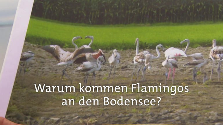 Warum kommen Flamingos an den Bodensee? · Frage trifft Antwort (Foto: SWR)