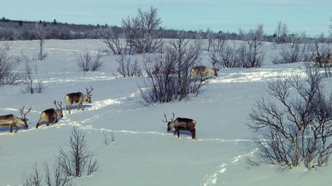 Wie die Tiere der nordischen Kälte trotzen (Foto: SWR)