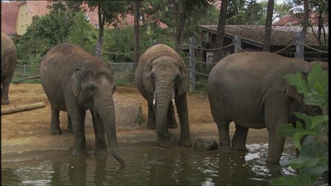 Masters of Touch: Elephants and Pigs (Foto: SWR / WDR)