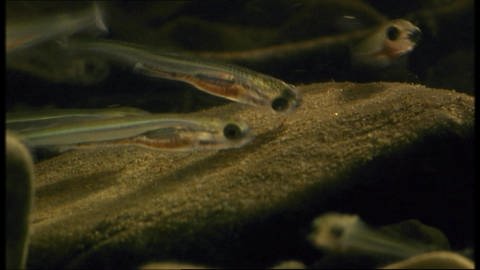 Gefräßige Fischlarven (Foto: SWR)