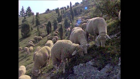 Schafe als Landschaftsgärtner (Foto: SWR)
