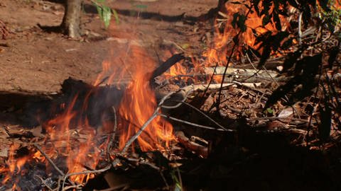 Feuerversuche: Wie schnell brennt der Regenwald? (Foto: WDR)
