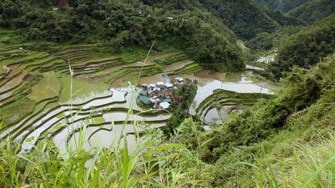 Lernen von der Reiskultur in Banaue (Foto: SWR / WDR)