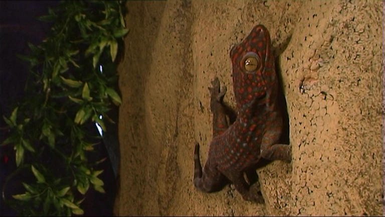 Wie können Geckos an der Scheibe hängen? · Frage trifft Antwort (Foto: SWR)