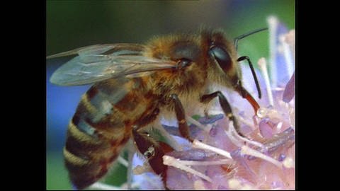 Auf der Suche nach Futterquellen - Die Biene im Außendienst (Foto: SWR)