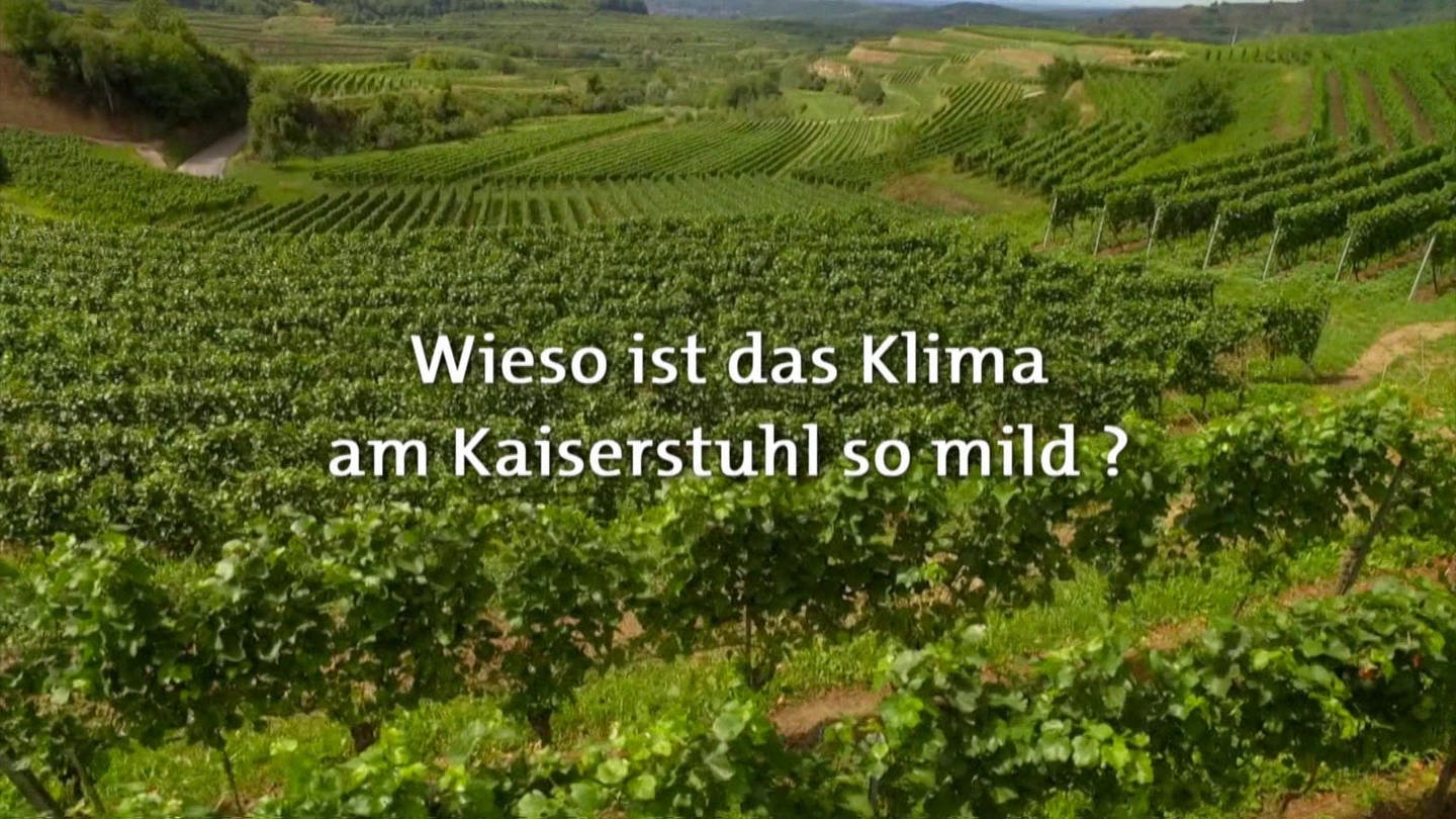 Wieso ist das Klima am Kaiserstuhl so mild? · Frage trifft Antwort (Foto: SWR)