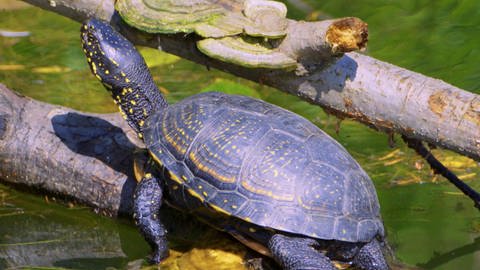Sumpfschildkröten (Foto: SWR)