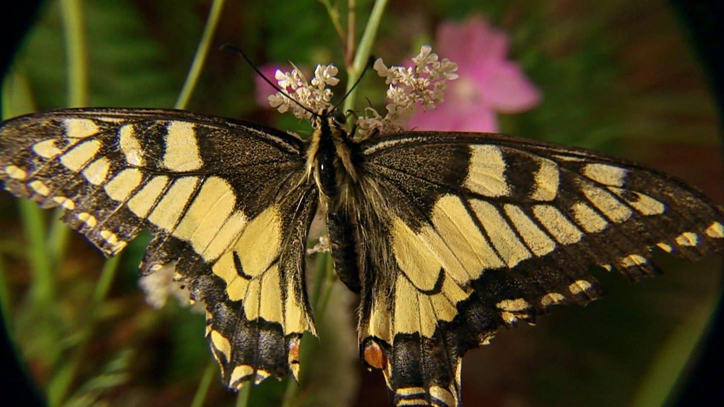 Von der Raupe zum Schmetterling · Tiere und Pflanzen (Foto: SWR)