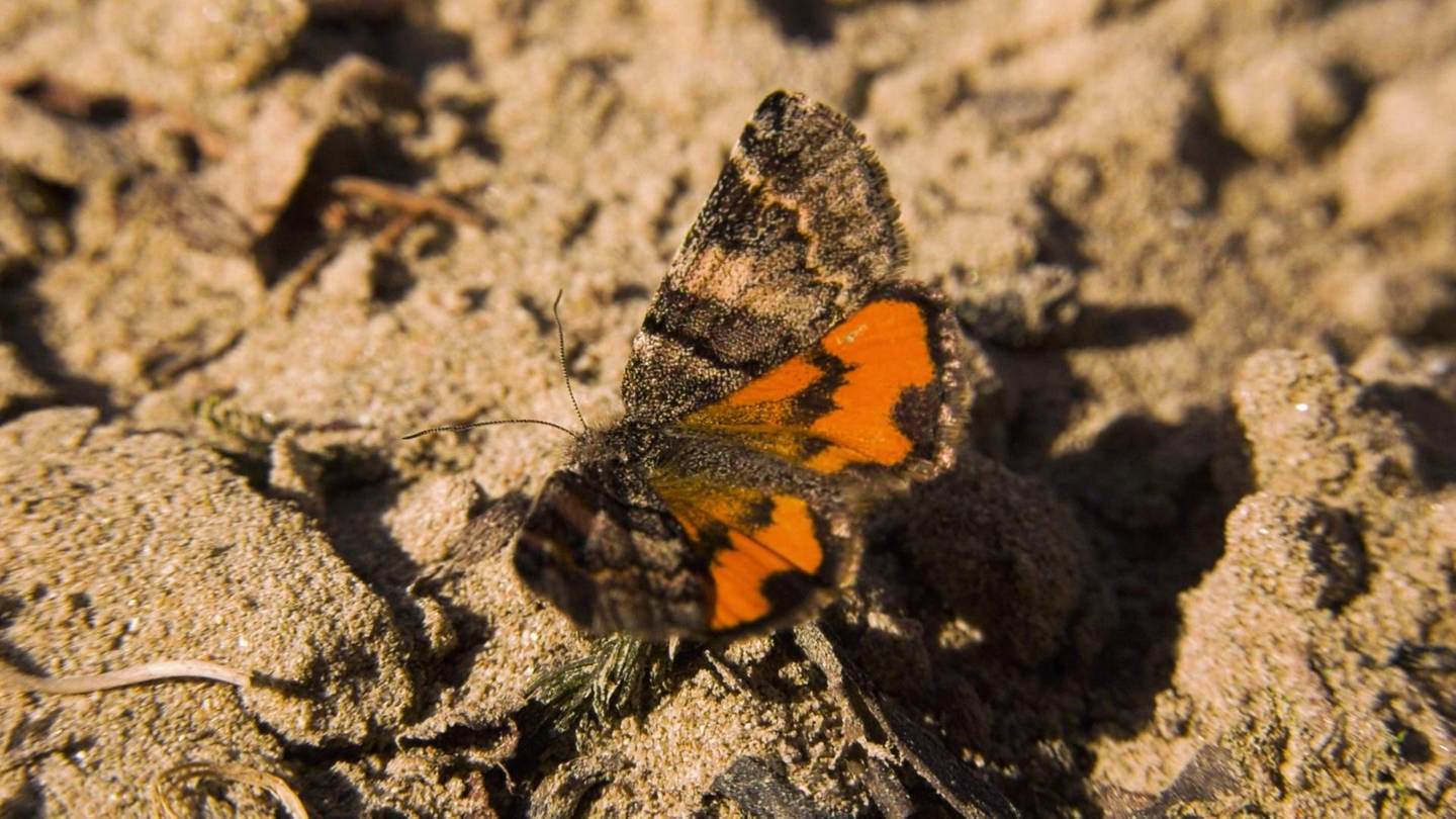 Neuer Schmetterling entdeckt (Foto: SWR)