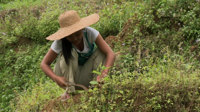 Reisanbau auf den Philippinen (Foto: SWR / WDR)