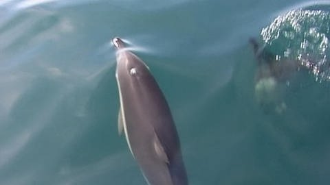 Delfine · Tiere und Pflanzen (Foto: SWR)
