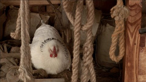 Seile hängen von der Decke, im Hintergrund sitzt ein Huhn. (Foto: WDR / SWR - Screenshot aus der Sendung)