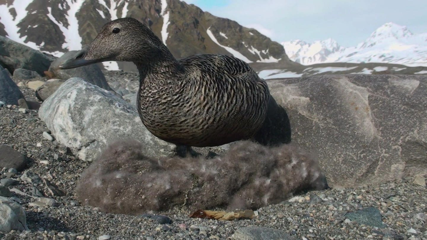 Norwegen: Rückkehr zu den Enteninseln · Naturparadiese mit Zukunft (Foto: WDR)
