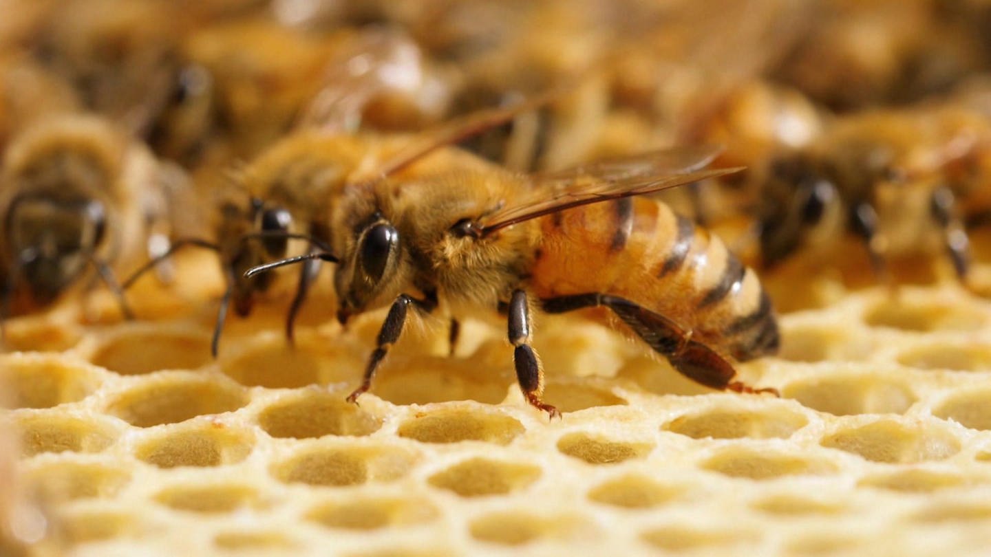 Bienen sitzen auf gelben Honigwaben. (Foto: WDR - Screenshot aus der Sendung)