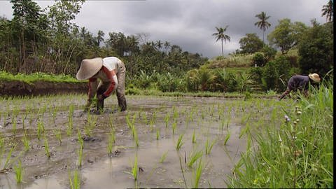 Reisanbau auf Bali (Foto: SWR)