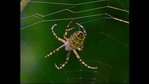 Wunderwerk der Natur – Das Spinnennetz (Foto: SWR)