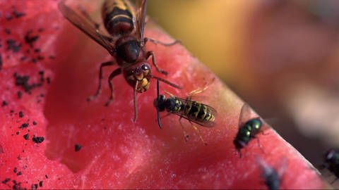 Insekten als Schädlinge und Nützlinge (Foto: SWR)