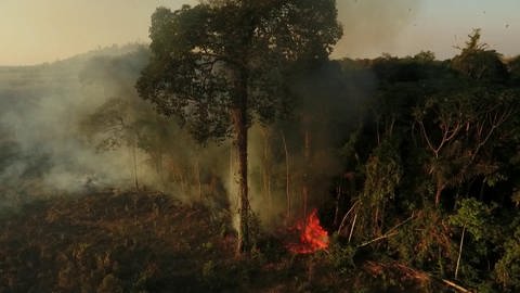 ARD-Auslandskorrespondent Matthias Ebert berichtet aus Brasilien über die Waldbrände im Amazonasgebiet (Foto: SWR)