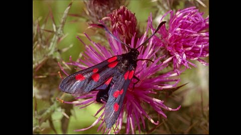 Pflanzen, seltene Schmetterlinge und Vögel (Foto: SWR)