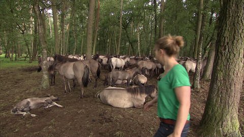 Eine Frau steht vor einer Herde Pferde im Wald. (Foto: SWR / BR / WDR - Screenshot aus der Sendung)