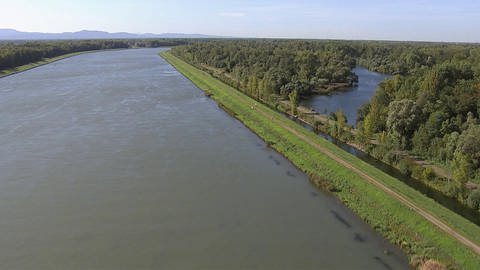 Der Rhein als Schifffahrtsstraße und die alten Rheinarme (Foto: SWR)