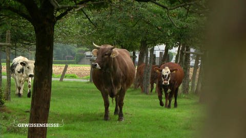 Kühe laufen über eine Wiese. (Foto: WDR - Screenshot aus der Sendung)