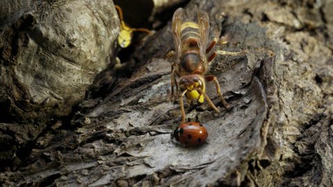 Wie Käfer sich vor Angreifern schützen (Foto: SWR)