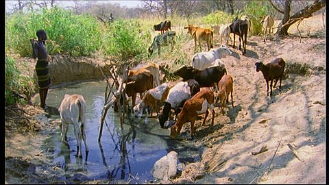 Die Rinderhirten im Gebiet der Hadzabe (Foto: SWR)