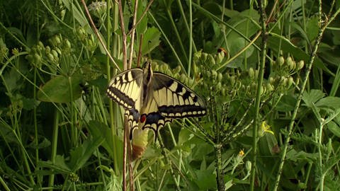 Der Schmetterling (Foto: SWR)