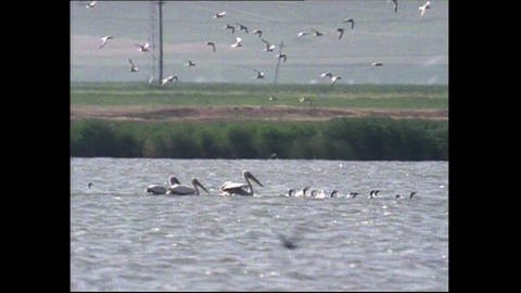 Pelikane - die Symboltiere des Donaudeltas (Foto: SWR)