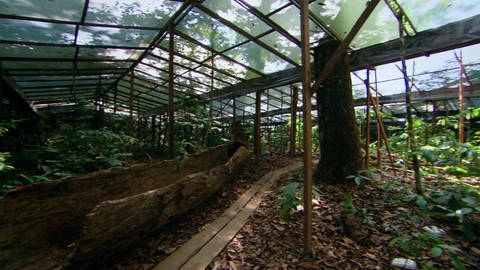 Das Dürre-Experiment im Regenwald (Foto: WDR)