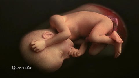 Die Reise beginnt – wie sich der Embryo entwickelt (Foto: WDR)