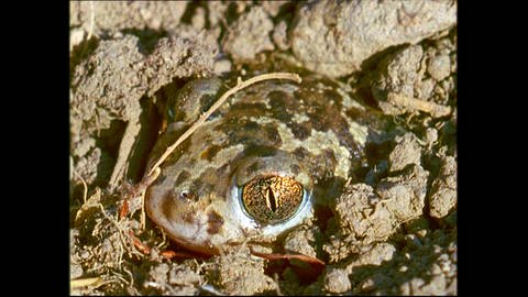 Leben im Gewässer - Schaufelkröten (Foto: SWR)